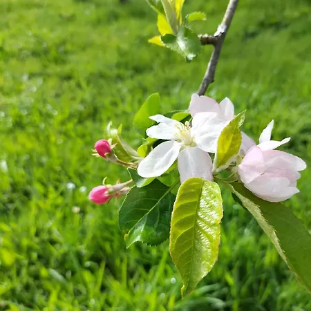 Alma De Oda ve Kahvaltı